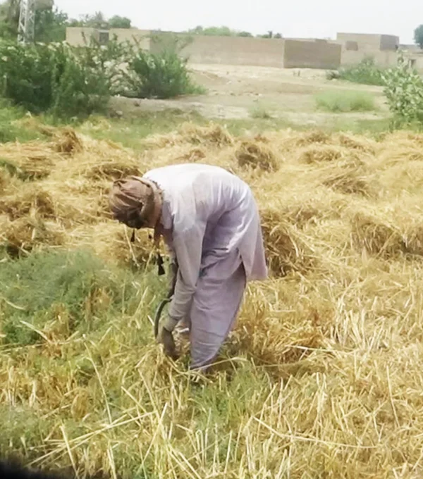 Sustainable Agricultre