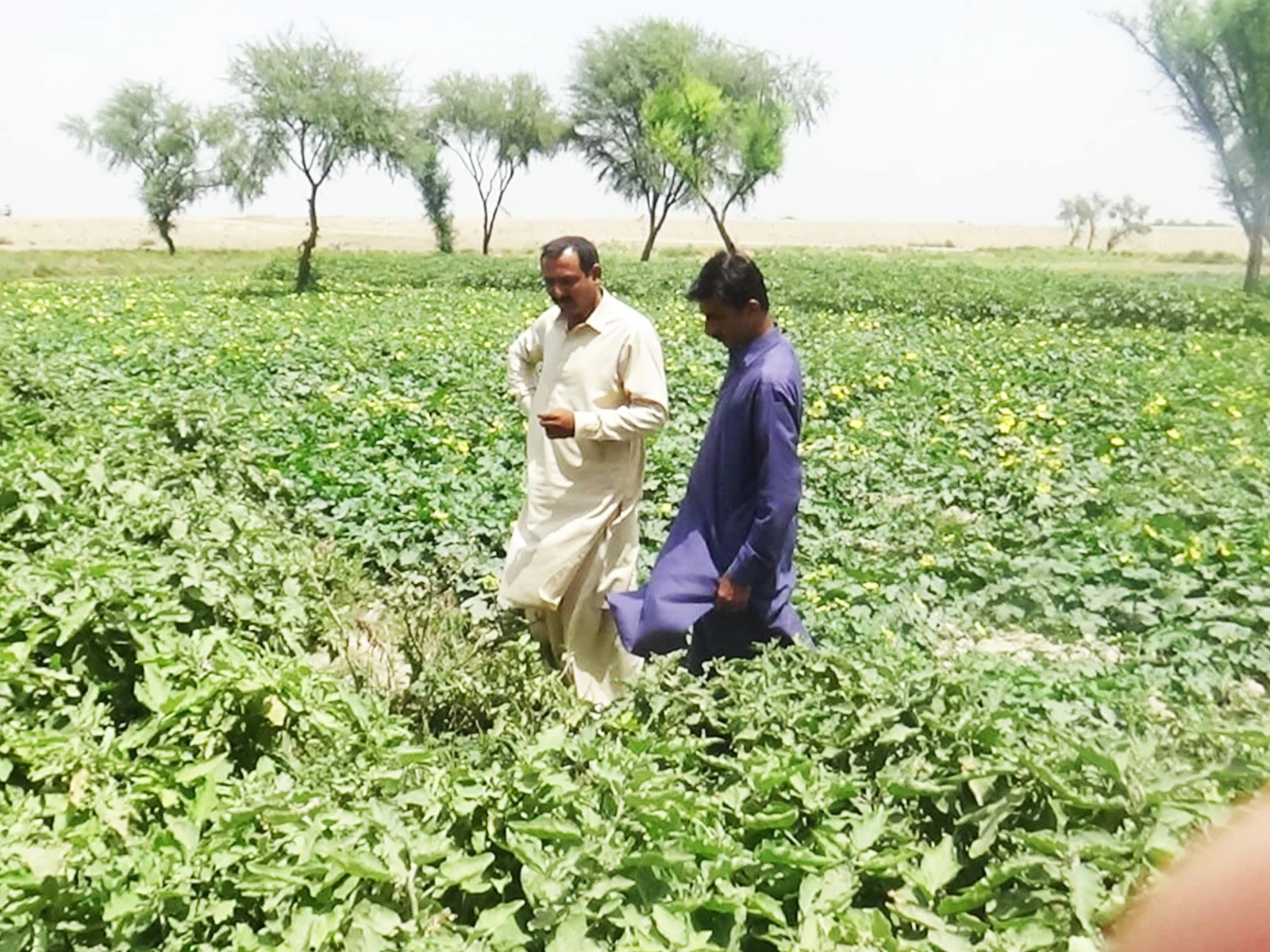 Rural Livelihood Sector Rural Livelihood Sector