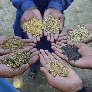 Sustainable Agriculture: A Vital Need for Society and the Economy